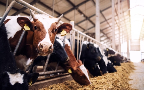  QUY TRÌNH CHĂM SÓC VÀ XỬ LÝ CÁC VẤN ĐỀ SINH SẢN TRÊN VẬT NUÔI