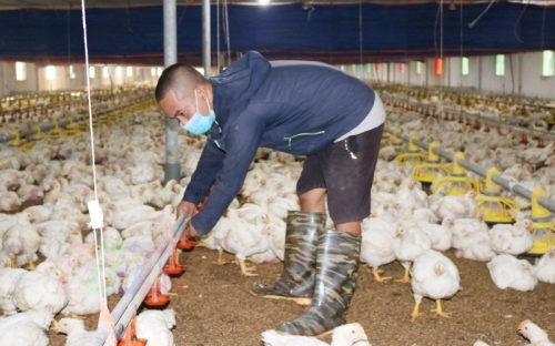 GIẢI PHÁP PHÒNG VÀ ĐIỀU TRỊ CÁC BỆNH THƯỜNG GẶP TRÊN GIA SÚC, GIA CẦM THEO MÙA