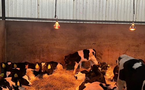 Tư vấn dinh dưỡng, quản lý trại