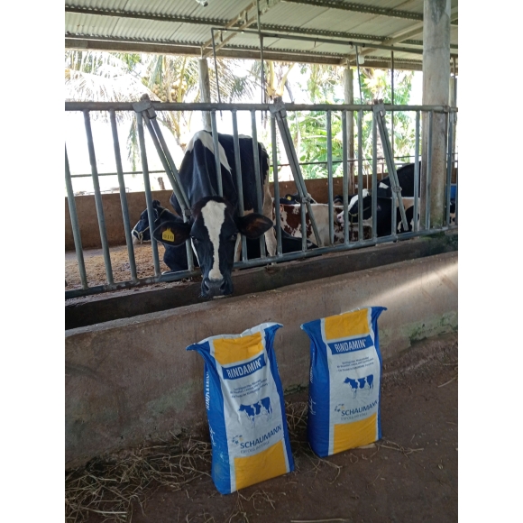 RINDAMIN MLF - Vitamin khoáng cho bò , dê , cừu ...