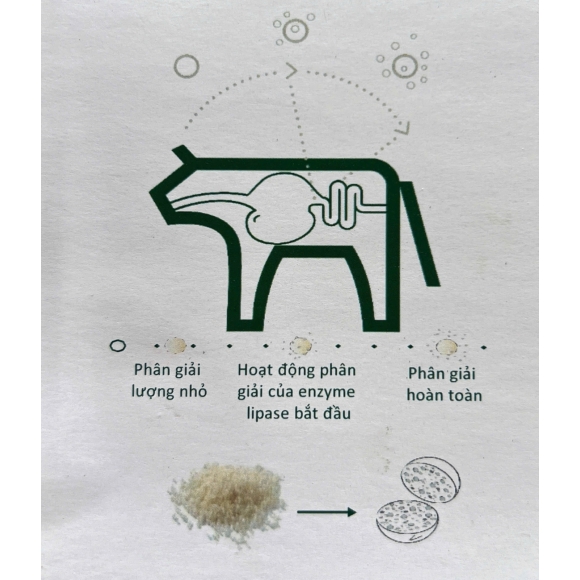 AVIPLUS - NHANH PHỤC HỒI - CẢI THIỆN CHỨC NĂNG TIÊU HÓA